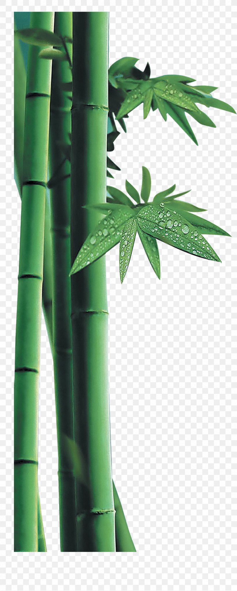Bamboo Download, PNG, 972x2420px, Bamboo, Animation, Fundal, Ico, Pixel Download Free