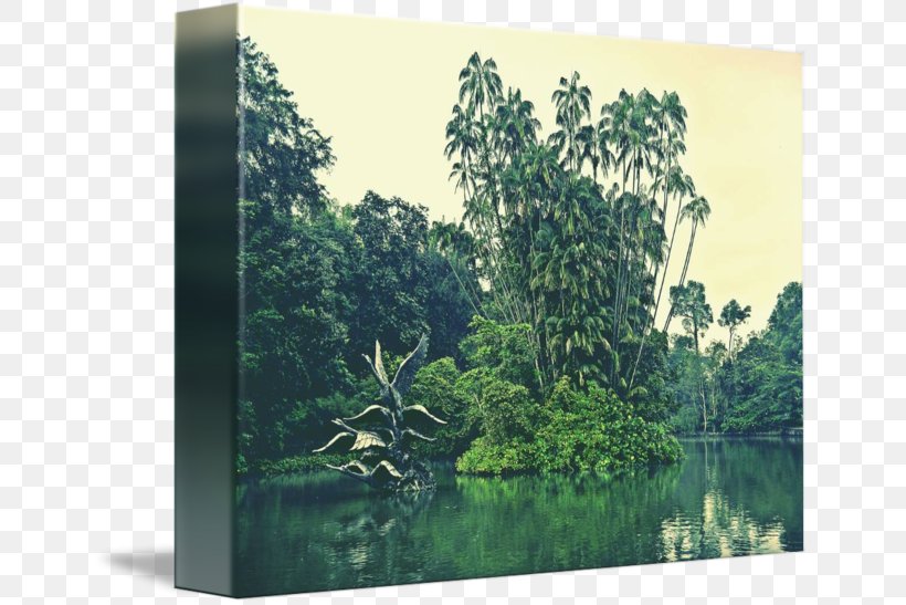 Biome Forest Vegetation Landscape Water Resources, PNG, 650x547px, Biome, Ecosystem, Flora, Forest, Grass Download Free