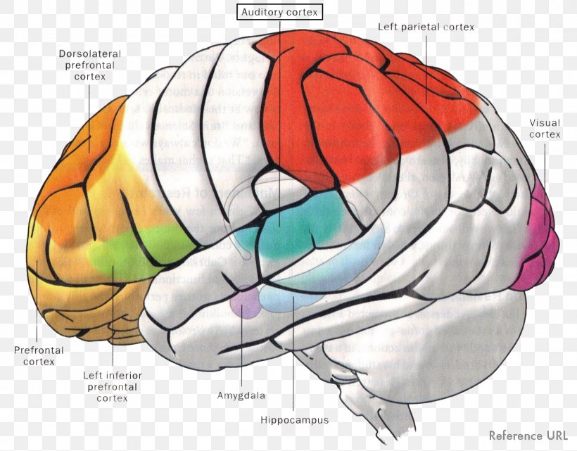 Brain Amygdala Memory Auditory Cortex Auditory System, PNG, 1600x1252px, Watercolor, Cartoon, Flower, Frame, Heart Download Free