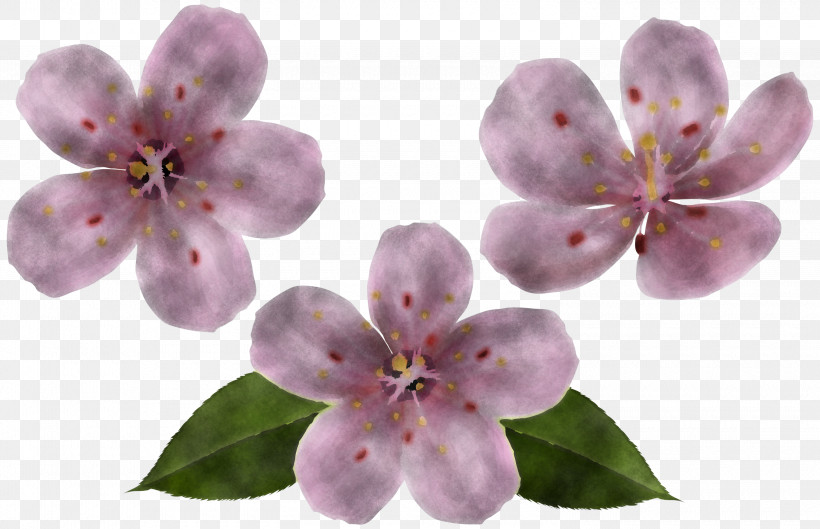 Cherry Blossom, PNG, 3000x1939px, Flower, Blossom, Cherry Blossom, Lilac, Petal Download Free