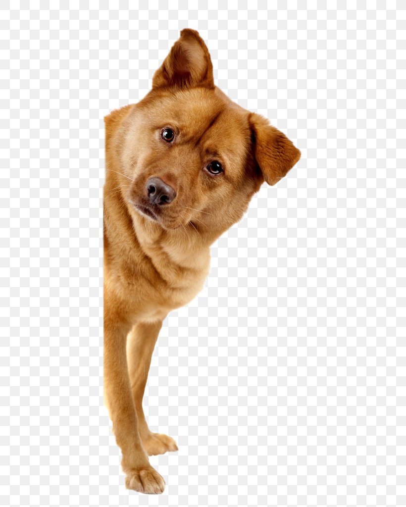 Dog Pet Adoption Pet Adoption Veterinarian, PNG, 411x1024px, Dog, Adoptapetcom, Adoption, Animal, Animal Rescue Group Download Free