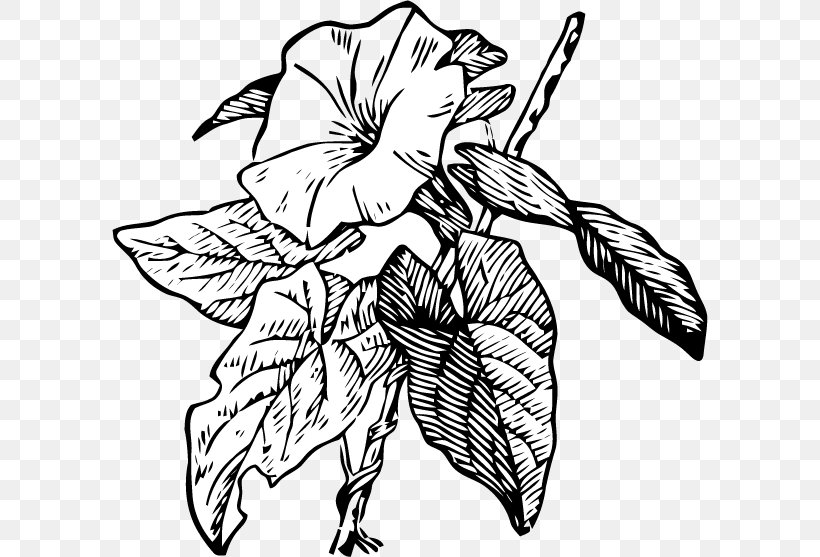 Flower Drawings Morning Glory Clip Art Sketch, PNG, 596x557px, Drawing, Art, Blackandwhite, Botanical Illustration, Botany Download Free