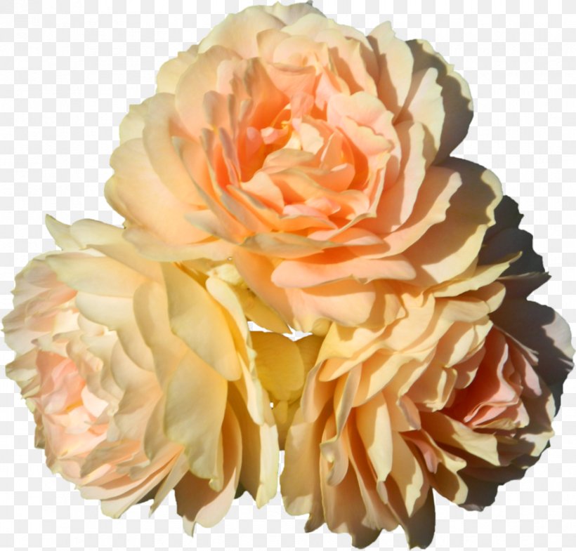 Garden Roses Cut Flowers Floral Design DeviantArt, PNG, 913x875px, Garden Roses, Art, Artificial Flower, Cabbage Rose, Cut Flowers Download Free