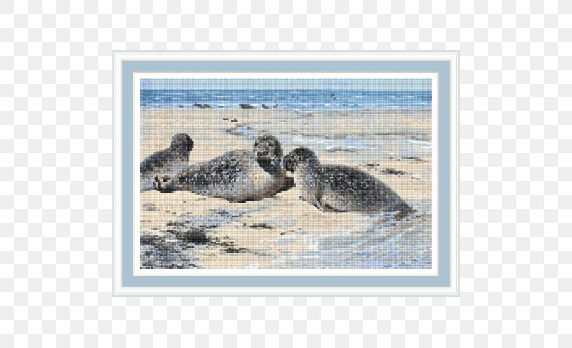 Harbor Seal Sea Lion Company Seal Lithography Germany, PNG, 500x500px, Harbor Seal, Art, Artist, Beak, California Sea Lion Download Free