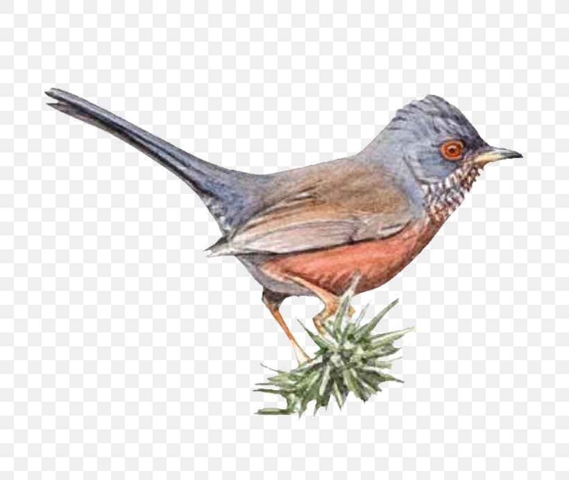 Alpilles Game Dartford Warbler Fauvette American Sparrows, PNG, 693x693px, Alpilles, American Sparrows, Beak, Bird, Cache Cache Download Free