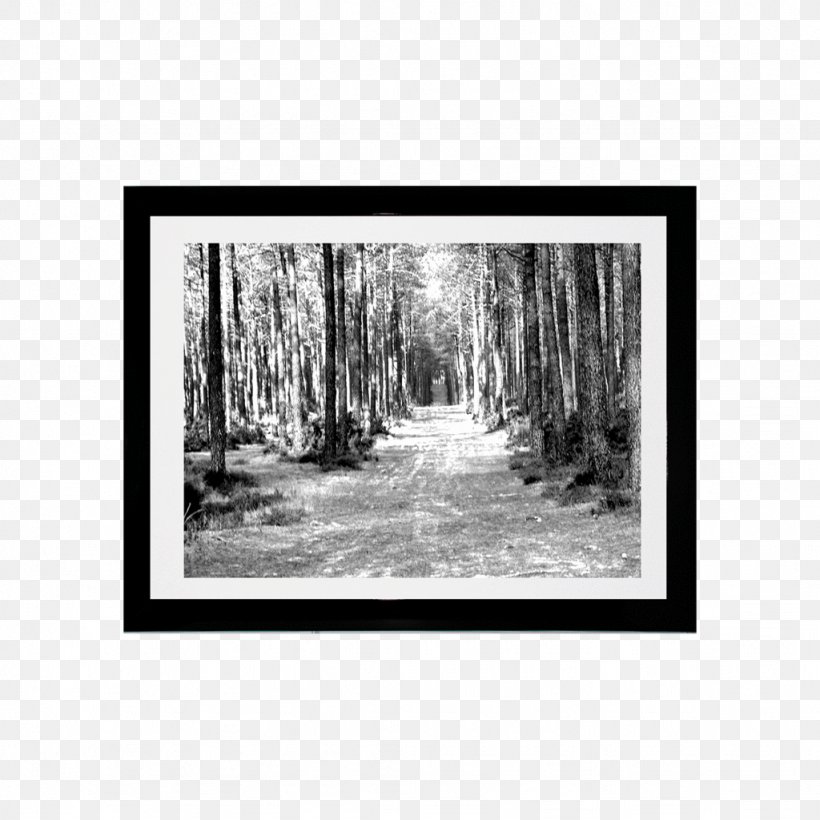 Bayou Picture Frames Tree Forest Wood, PNG, 1024x1024px, Bayou, Black And White, Forest, Monochrome, Monochrome Photography Download Free