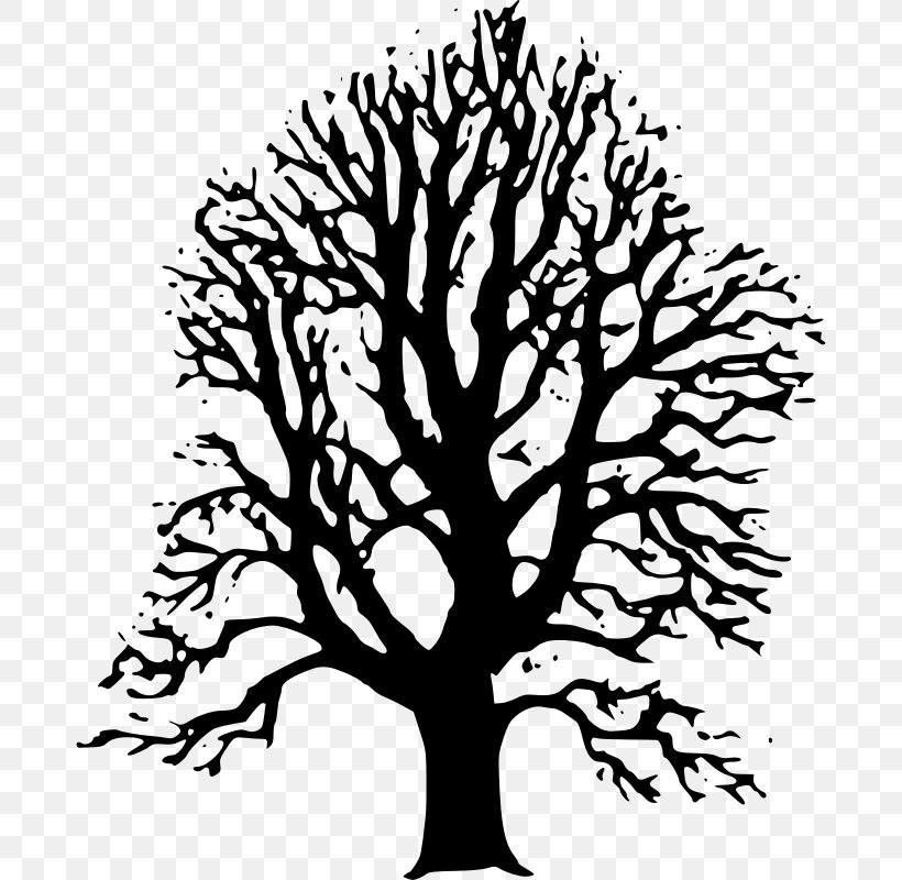 Tree Lindens Drawing Clip Art, PNG, 682x800px, Tree, Artwork, Black And White, Branch, Drawing Download Free