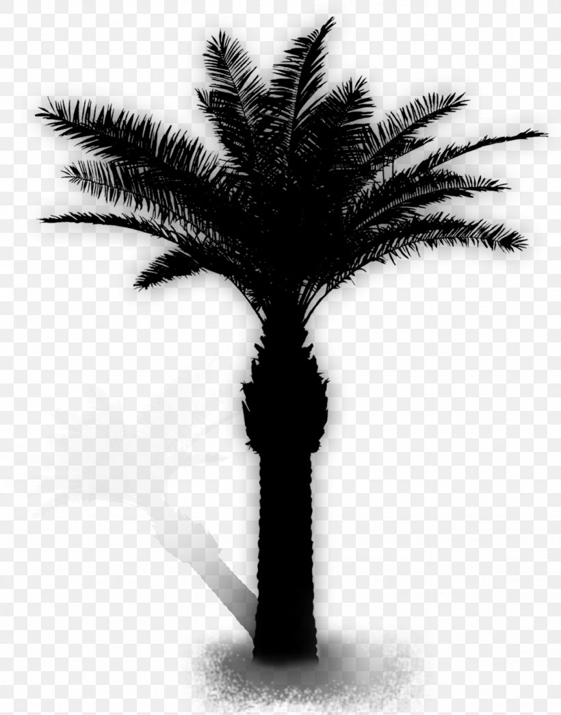 Tree Adobe Photoshop Date Palm Image, PNG, 1129x1438px, Tree, Archontophoenix, Arecales, Attalea Speciosa, Blackandwhite Download Free