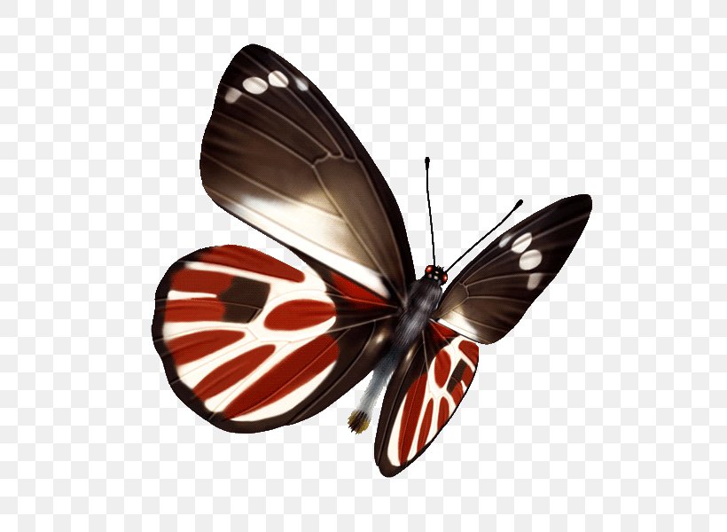 Butterfly White Point, PNG, 600x600px, Butterfly, Arthropod, Brush Footed Butterfly, Coreldraw, Editing Download Free