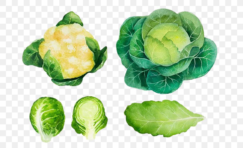 Brussels Sprout Cabbage Vegetable Watercolor Painting Logo, PNG, 750x500px, Brussels Sprout, Brassica Oleracea, Cabbage, Cruciferous Vegetables, Food Download Free