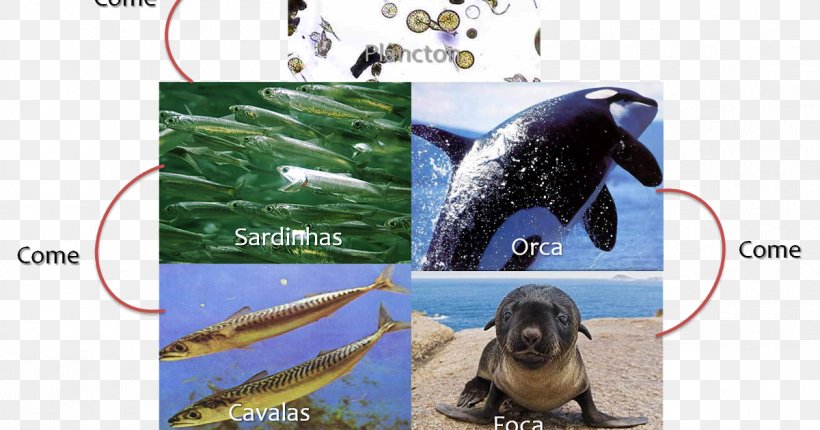 Ecosystem Fauna Wildlife Video Cetacea, PNG, 1200x630px, Ecosystem, Advertising, Beak, Cetacea, Fauna Download Free