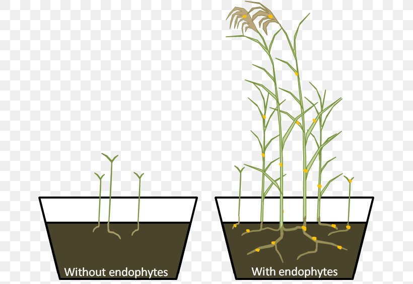 Grasses Phragmites Plant Endophyte Research, PNG, 669x565px, Grasses, Action Research, Commodity, Elit, Endophyte Download Free