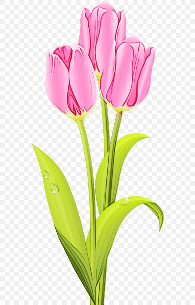 Bouquet Of Flowers Drawing, PNG, 556x1280px, Tulip, Artificial Flower, Bud, Bulb, Cut Flowers Download Free