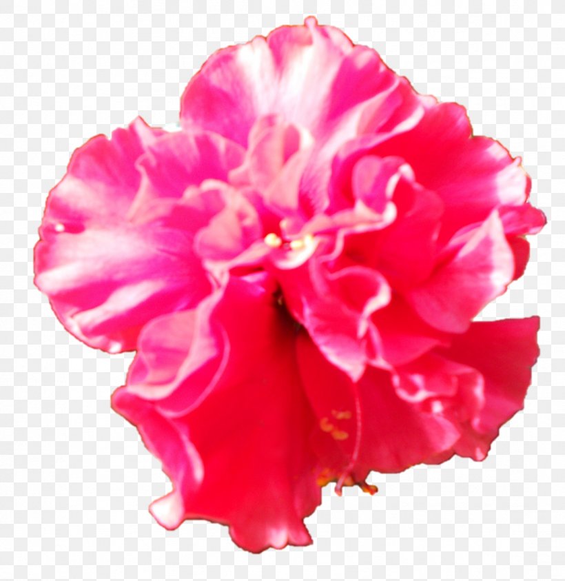 Carnation Cut Flowers Peony Rosemallows Herbaceous Plant, PNG, 1094x1125px, Carnation, Cut Flowers, Dianthus, Flower, Flowering Plant Download Free