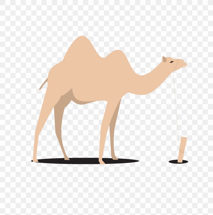 Dromedary Bactrian Camel Egypt, PNG, 2044x2061px, Dromedary, Animal, Arabian Camel, Bactrian Camel, Camel Download Free