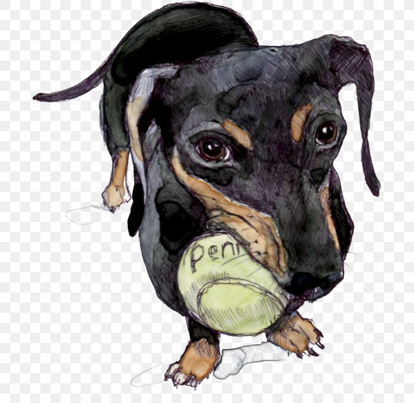 Manchester Terrier Dog Breed Razas Nativas Vulnerables Dog Collar, PNG, 695x799px, Manchester Terrier, Baltimore, Baltimore County Maryland, Breed, Carnivoran Download Free