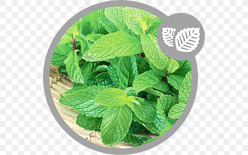 Spearmint Peppermint Herb Spice Lemon Balm, PNG, 536x513px, Spearmint, Fines Herbes, Food, Function, Health Download Free