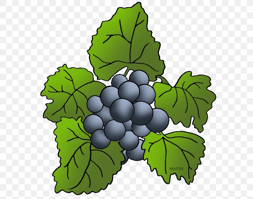 Concord Grape Wine Kyoho Grape Leaves, PNG, 625x648px, Grape, Berry, Bilberry, Blackberry, Blueberry Download Free