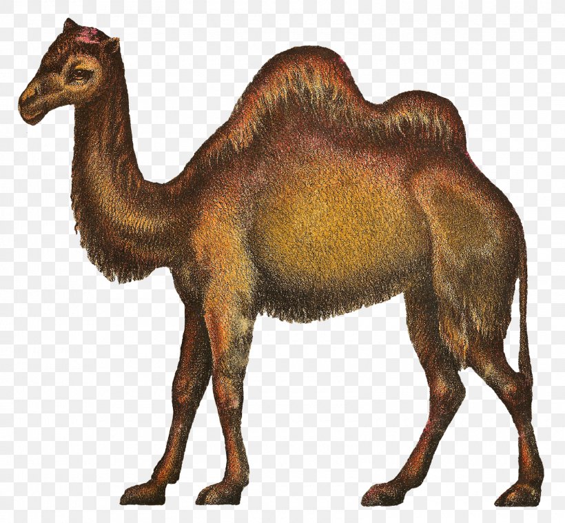 Dromedary Circus Camel Clip Art, PNG, 1600x1481px, Dromedary, Animal, Arabian Camel, Bear, Camel Download Free