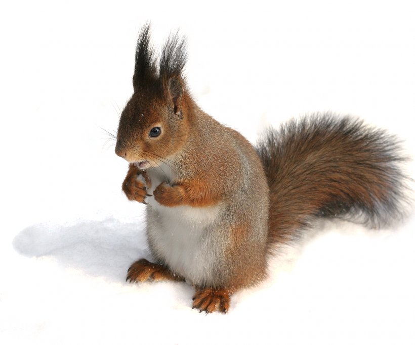 European Pine Marten Eastern Gray Squirrel American Red Squirrel Eurasia Rodent, PNG, 1440x1200px, European Pine Marten, American Red Squirrel, Eastern Gray Squirrel, Eurasia, Fauna Download Free