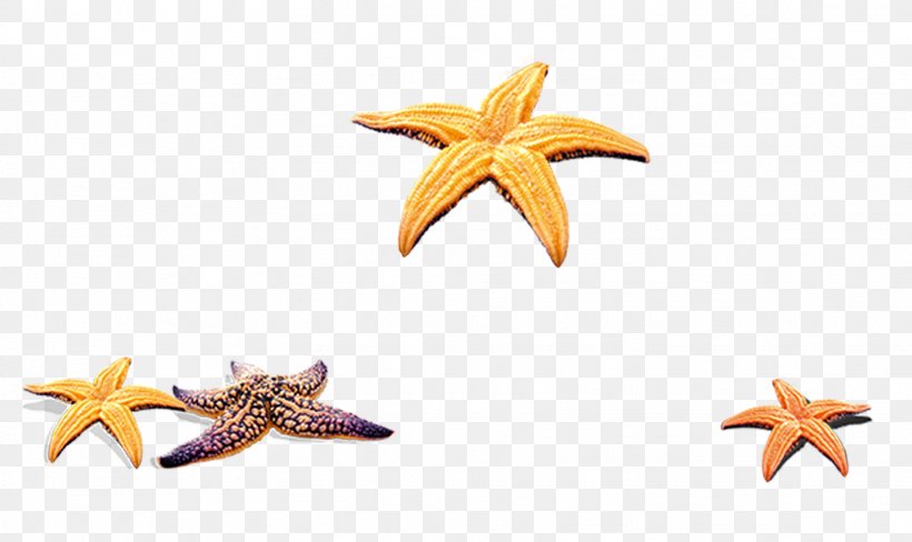 Starfish Beach, PNG, 1626x968px, Starfish, Beach, Cartoon, Computer Network, Echinoderm Download Free