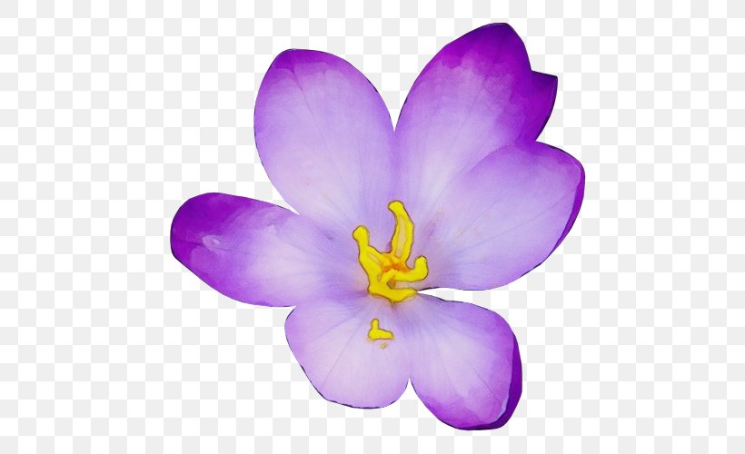 Flowering Plant Petal Flower Violet Purple, PNG, 500x500px, Watercolor, Crocus, Flower, Flowering Plant, Iris Family Download Free