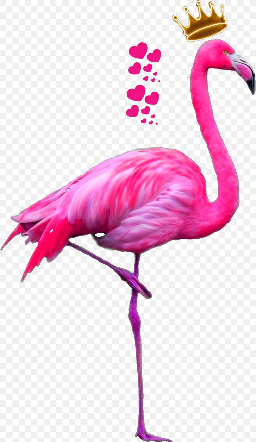 Greater Flamingo American Flamingo Bird Pink, PNG, 818x1413px, Flamingo, American Flamingo, Art, Beak, Bird Download Free