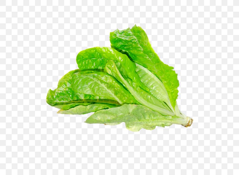 Romaine Lettuce Red Leaf Lettuce Chard Collard Greens Png X Px Romaine Lettuce Chard