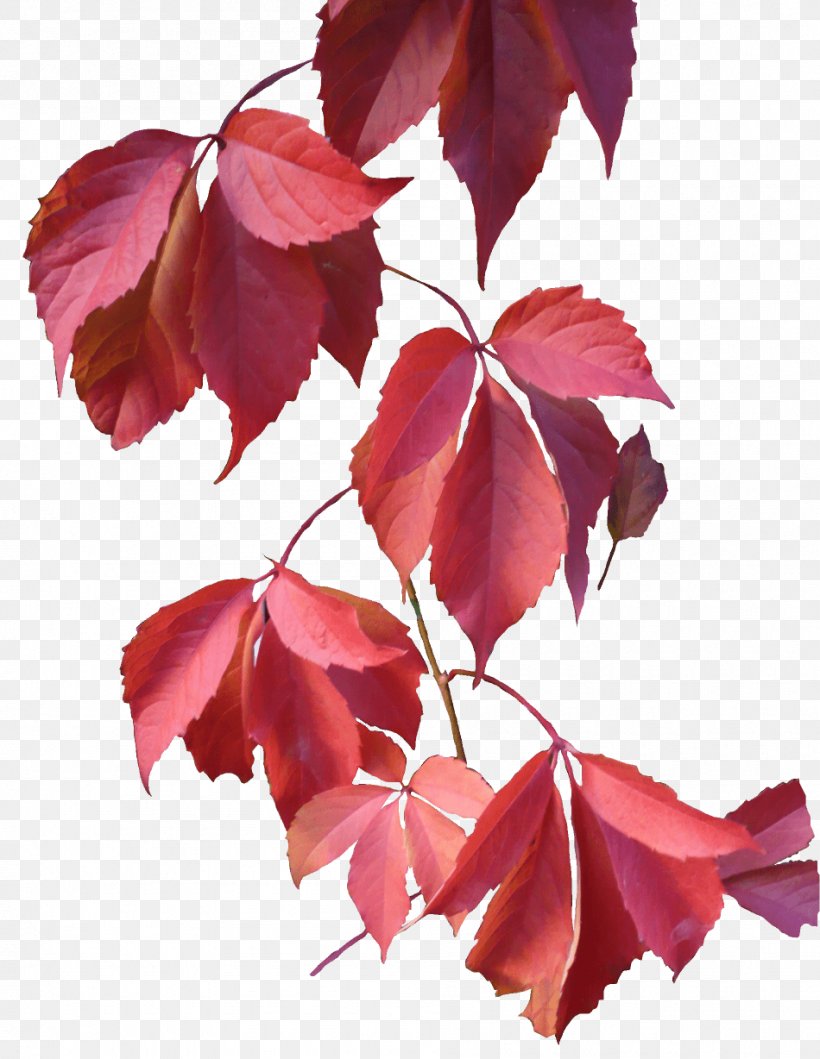 Autumn Leaf Color Clip Art, PNG, 950x1228px, Leaf, Autumn, Autumn Leaf Color, Branch, Color Download Free