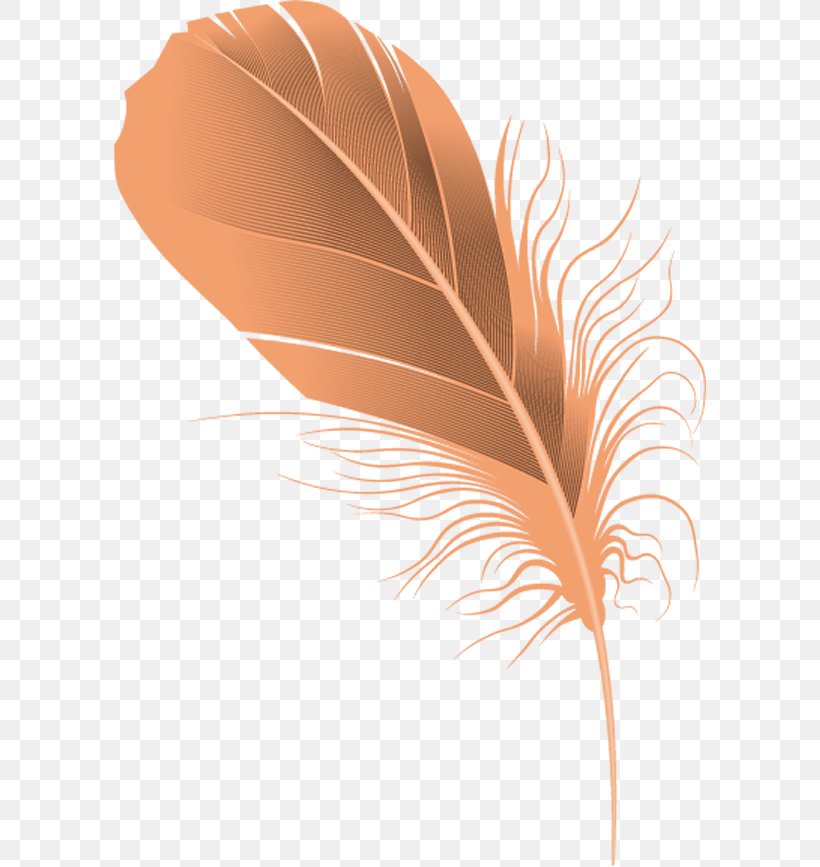 Cartoon Feather., PNG, 593x867px, Feather, Drawing, Painting, Pen, Photography Download Free