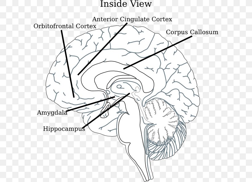 Clip Art Brain Diagram Line Art Drawing, PNG, 600x593px, Watercolor, Cartoon, Flower, Frame, Heart Download Free