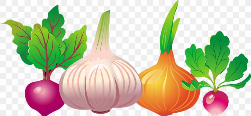 Common Beet Vegetable Euclidean Vector Beetroot, PNG, 985x457px, Common Beet, Beetroot, Beta, Carrot, Diet Food Download Free