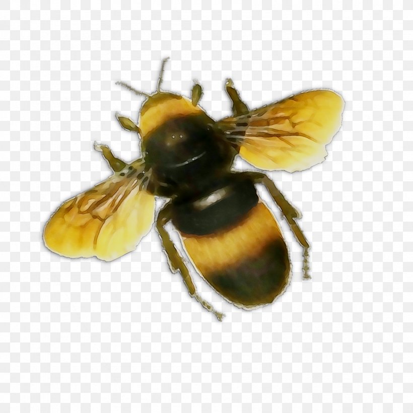 Honey Bee Bumblebee Clip Art, PNG, 1694x1694px, Honey Bee, Arthropod, Bee, Beetle, Black Fly Download Free