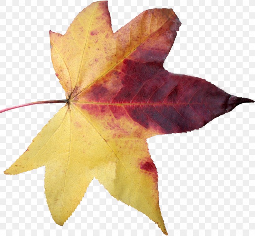 Maple Leaf Clip Art, PNG, 900x836px, Leaf, Autumn, Autumn Leaf Color, Maple Leaf, Plant Download Free