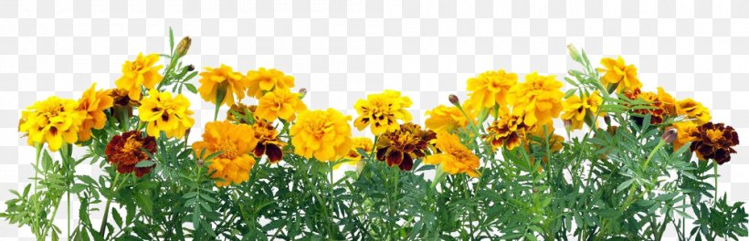 Mexican Marigold Flower Stock Photography Calendula Officinalis Color, PNG, 1000x322px, Mexican Marigold, Alamy, Anemone Coronaria, Calendula Officinalis, Color Download Free