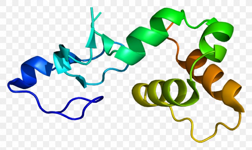 Protein P53 RFFL Gene Ubiquitin Ligase, PNG, 880x525px, Watercolor, Cartoon, Flower, Frame, Heart Download Free