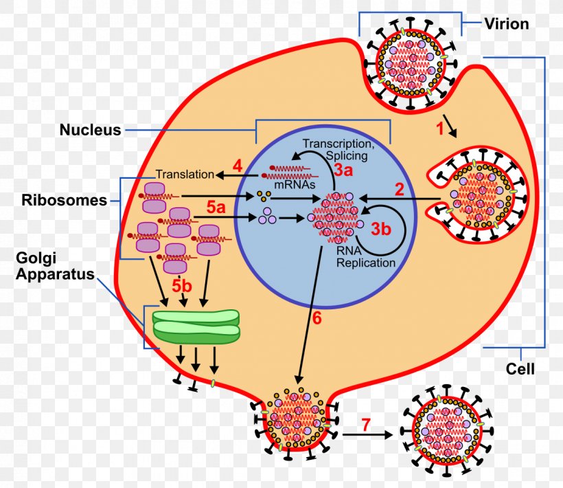 Animal Virus Information Computer File Presentation, PNG, 1182x1024px, Watercolor, Cartoon, Flower, Frame, Heart Download Free