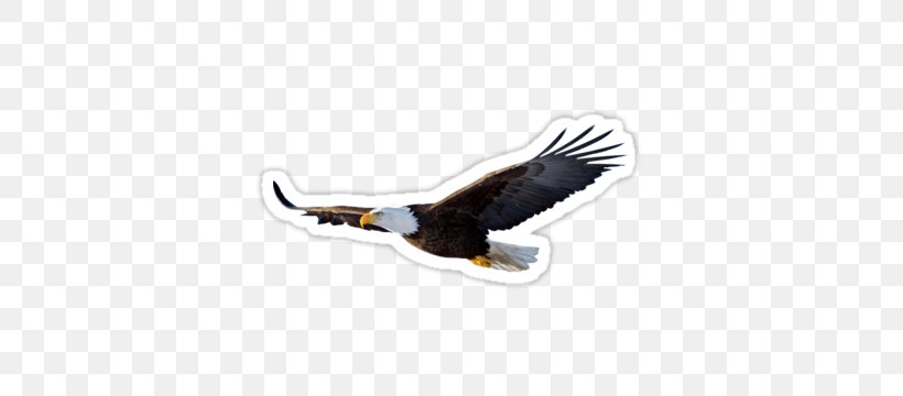 Bald Eagle Bird, PNG, 375x360px, Bald Eagle, Beak, Bird, Bird Of Prey, Eagle Download Free