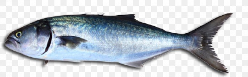 Bluefish Fishing Stavis Seafoods Stock Photography, PNG, 900x283px, Bluefish, Animal Figure, Atlantic Mackerel, Bass, Carangidae Download Free