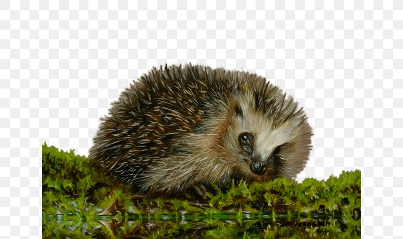 Domesticated Hedgehog Echidna Flower Clip Art, PNG, 650x486px, Domesticated Hedgehog, Animal, Domestication, Echidna, Erinaceidae Download Free