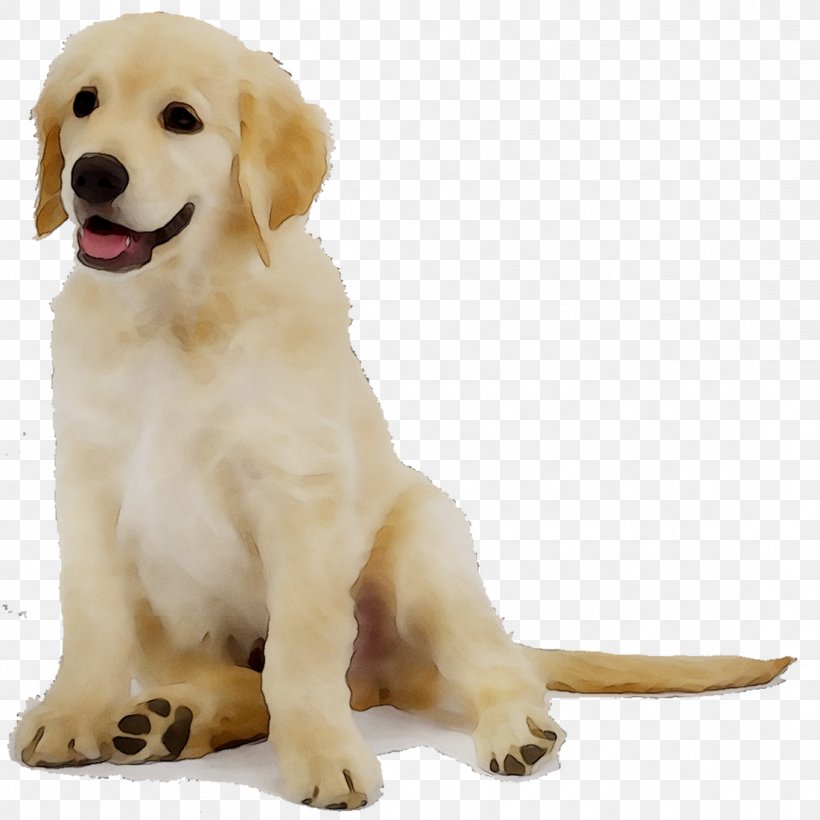 Golden Retriever Labrador Retriever Dog Breed Puppy Companion Dog, PNG, 1101x1101px, Golden Retriever, Ancient Dog Breeds, Breed, Canidae, Carnivore Download Free