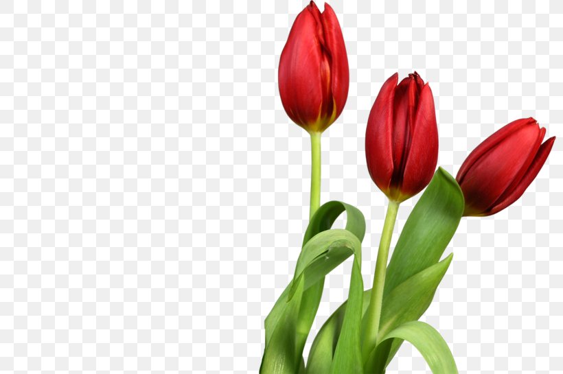 Tulip Clip Art Desktop Wallpaper Transparency, PNG, 800x545px, Tulip, Botany, Bud, Cut Flowers, Flower Download Free