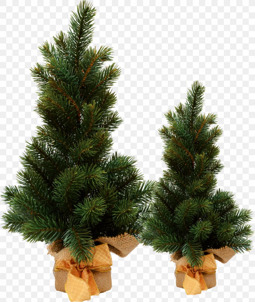 Spruce Christmas Ornament Christmas Tree Pine, PNG, 1433x1701px, Spruce, Christmas, Christmas Decoration, Christmas Ornament, Christmas Tree Download Free