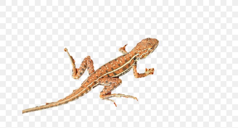 Agama Lizard Gecko Clip Art, PNG, 666x442px, Agama, Agamidae, Amphibian, Common House Gecko, Desert Download Free