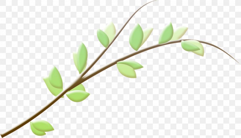 Branch Leaf Twig, PNG, 1600x916px, Branch, Bud, Email, Flower, Leaf Download Free