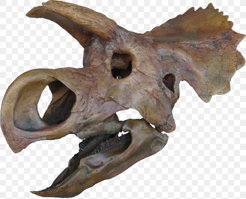 Ceratopsia Triceratops Late Cretaceous Avaceratops Tyrannosaurus, PNG, 1920x1555px, Ceratopsia, Avaceratops, Bone, Brachylophosaurus, Campanian Download Free
