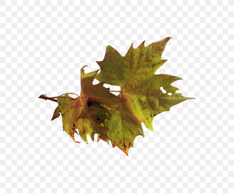 Clip Art Image Leaf Drawing, PNG, 800x677px, Leaf, Art, Autumn, Drawing, Leaflet Download Free