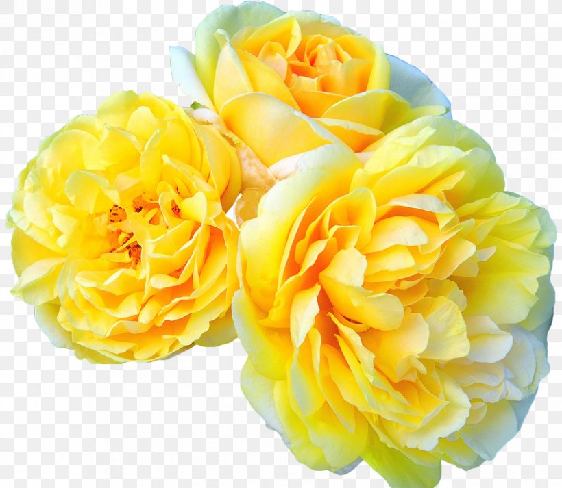 Garden Roses Flower Meilland International SA Rosa 'Leonardo Da Vinci', PNG, 852x741px, Rose, Cut Flowers, English Rose, Floral Design, Floristry Download Free