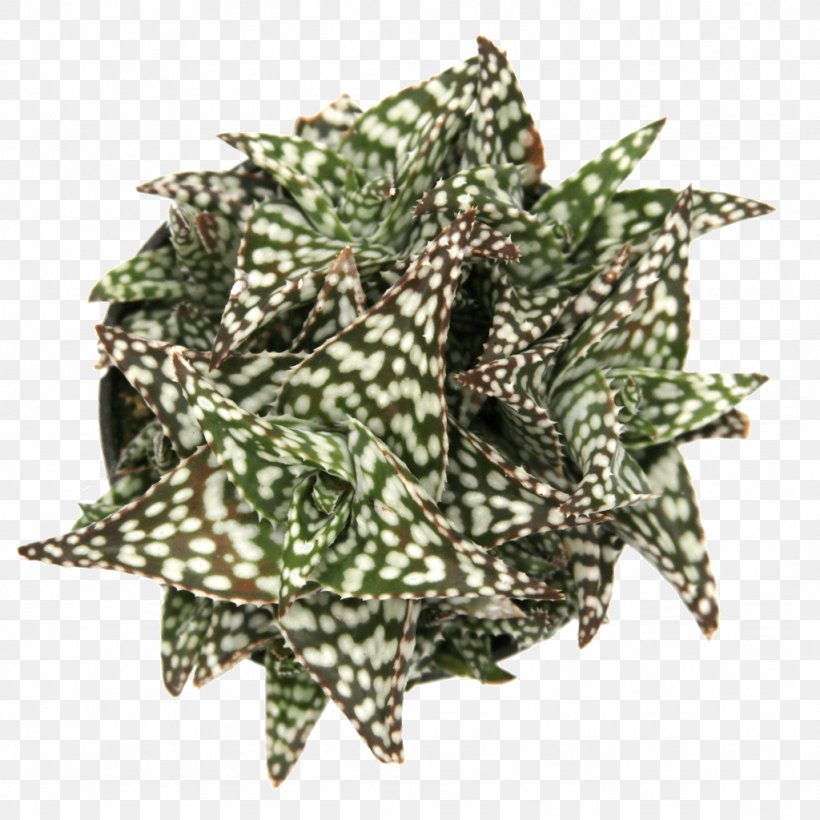 Leaf Aloe Vera Succulent Plant Variegation, PNG, 1024x1024px, Leaf, Aloe, Aloe Vera, Blizzard, Clay Download Free