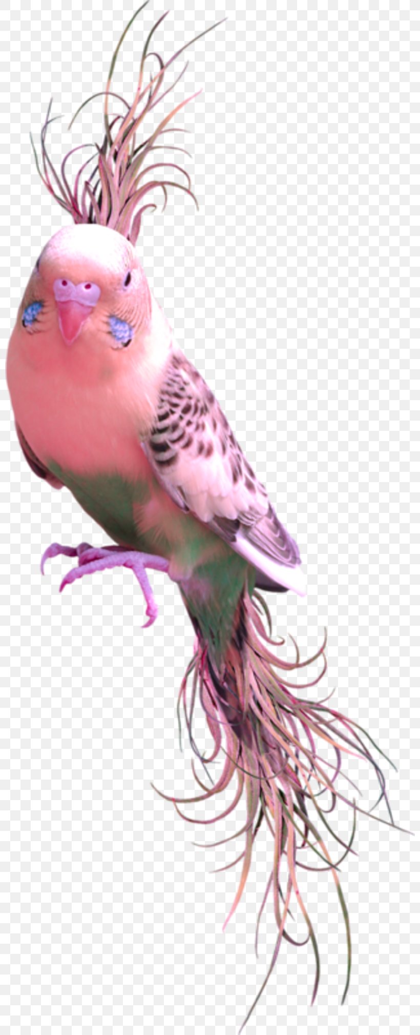 Bird Clip Art, PNG, 800x2018px, Bird, Art, Beak, Collage, Common Pet Parakeet Download Free
